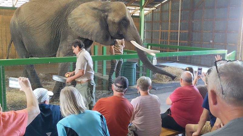 The Ranch Was Founded Out Of A Passion For Elephant Care
