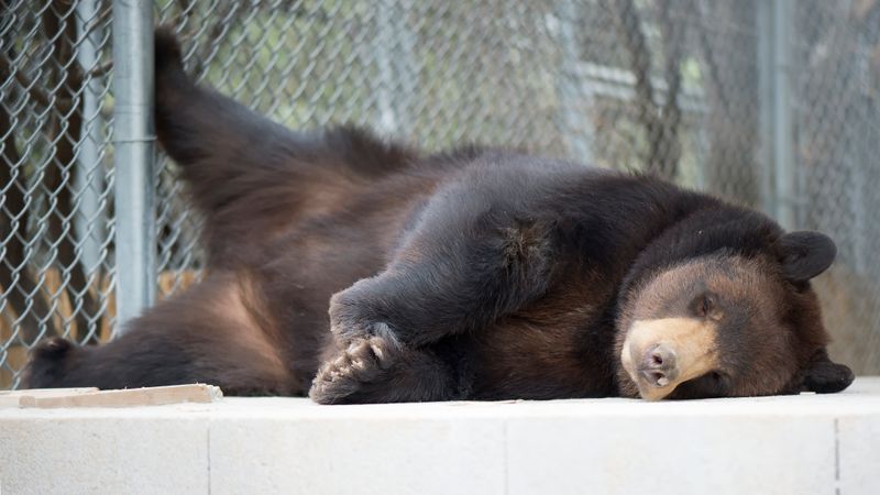 Permanent Homes For Animals That Cannot Return To The Wild