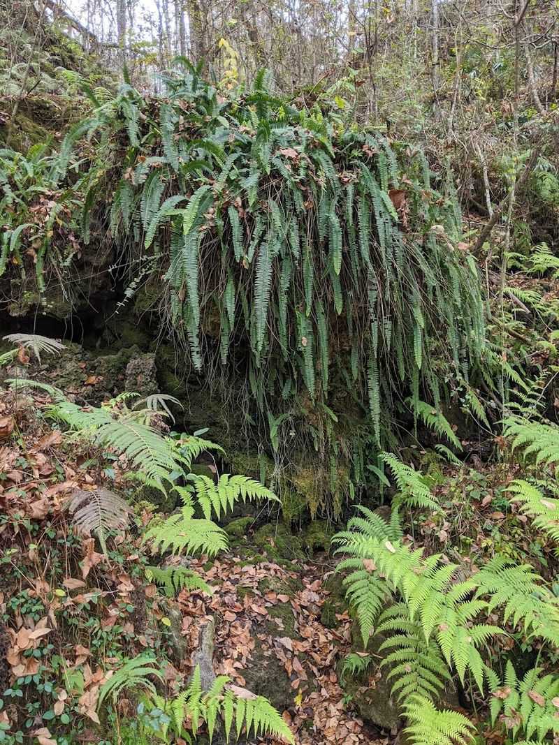 Rock Walls That Reveal Florida's Ancient Past