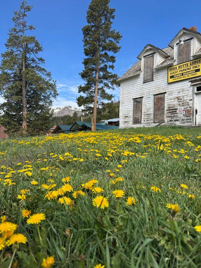 Summer Wildflowers And Quiet Alpine Trails
