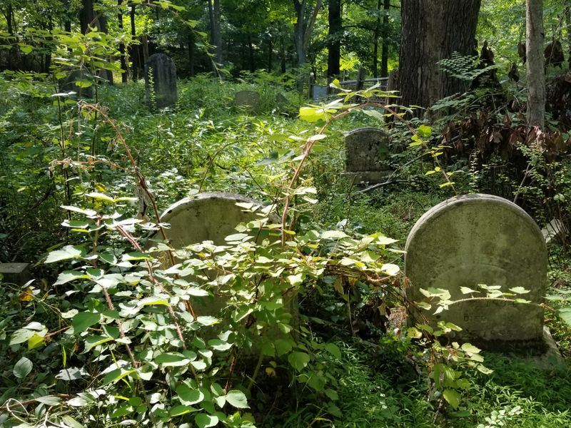 A Garden That Refuses To Vanish