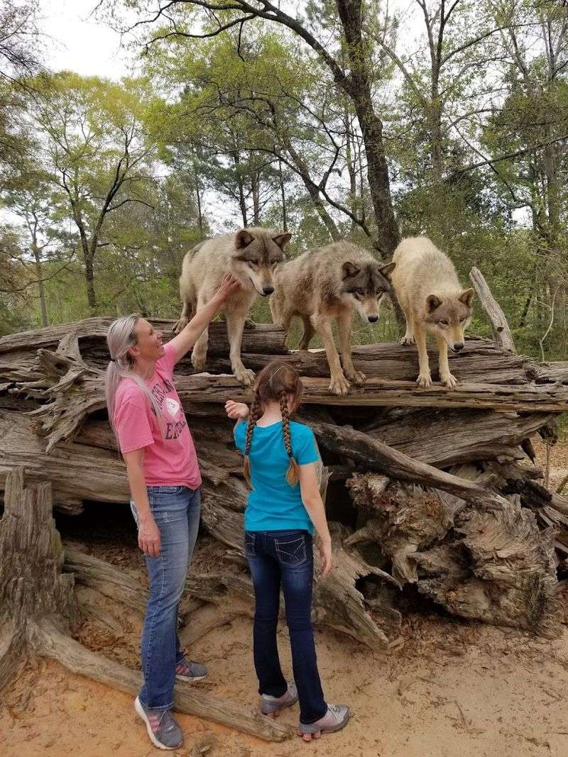 Home To Multiple Wolf Species