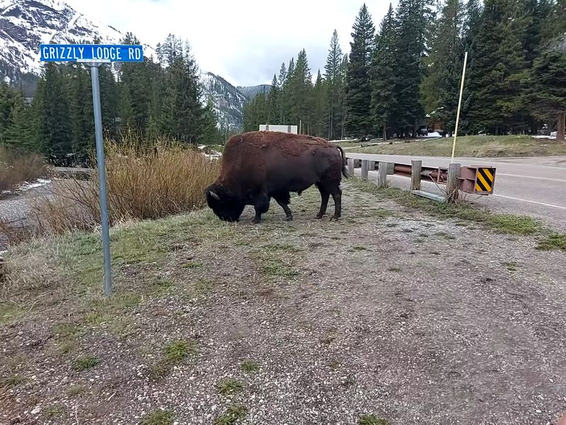 Wildlife Sightings Right Outside Town