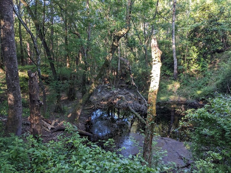 A Quiet Escape Near Tallahassee