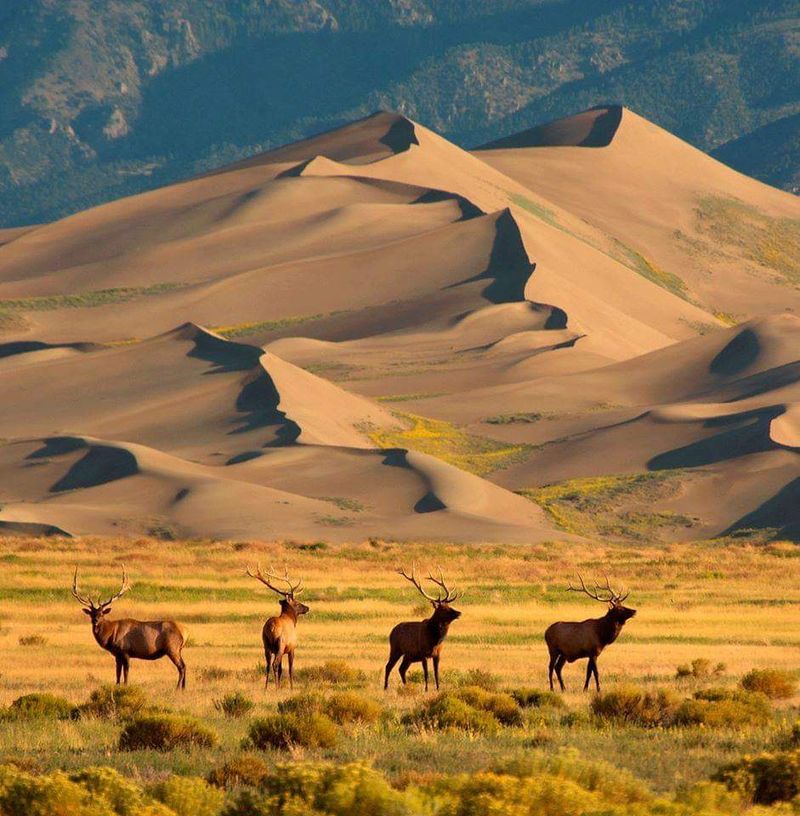 Sandboarding At Great Sand Dunes National Park – Mosca