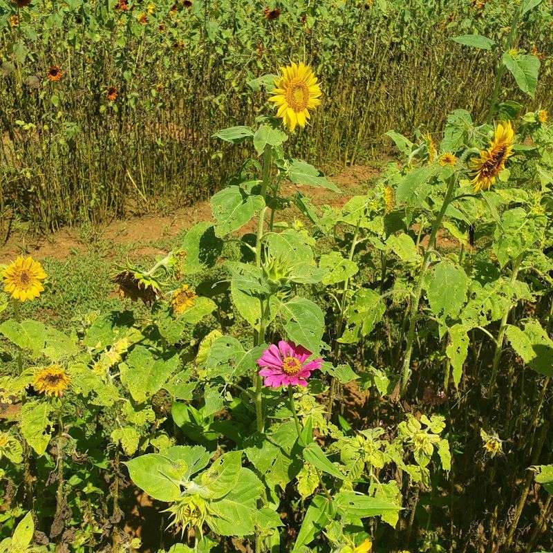 The Sunflower Festival That Brings The Farm To Life