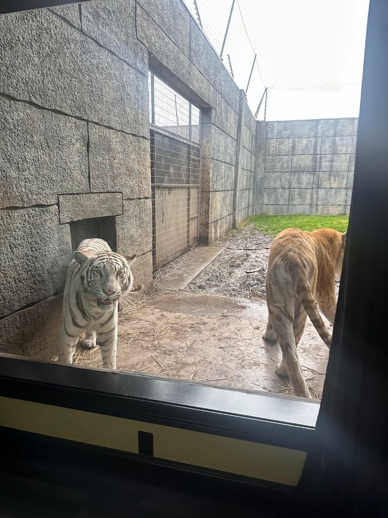 The Big Cats Who Actually Live There