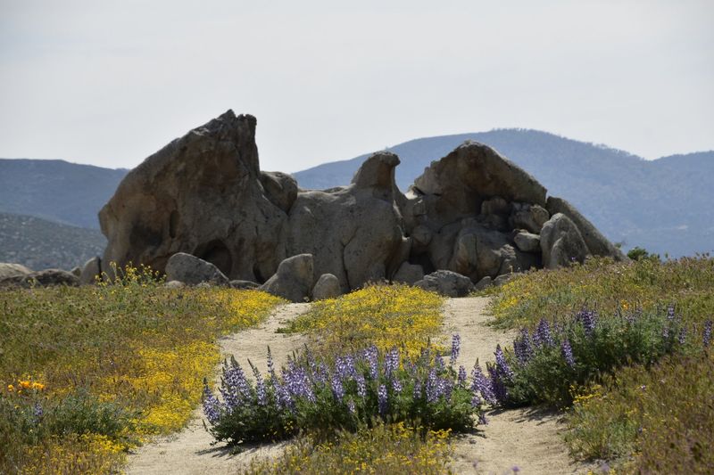 Spring Wildflower Blooms Turn The Desert Into A Burst Of Colour