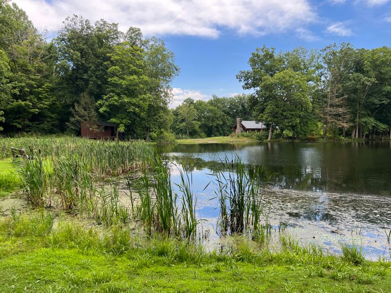 Ferncliff Forest And The Clearing Of Perspective