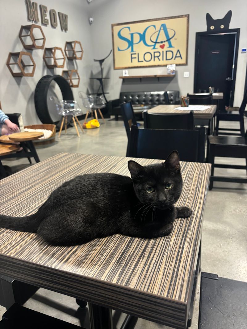 Around A Dozen Cats Roam Freely At Any Given Time