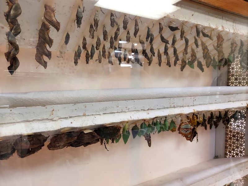 A Butterfly Museum Adds An Educational Element To The Visit