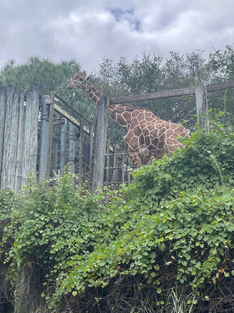 The Zoo Focuses Strongly On Conservation