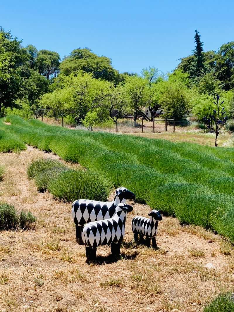 The Scent Hits You Before You Reach The Fields