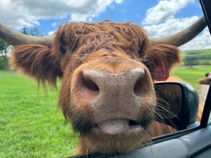 Arriving Where The Hills Open To Wildlife