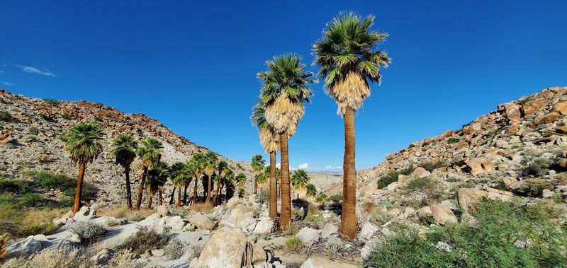 Palm Oases Feel Like Hidden Worlds Within The Desert
