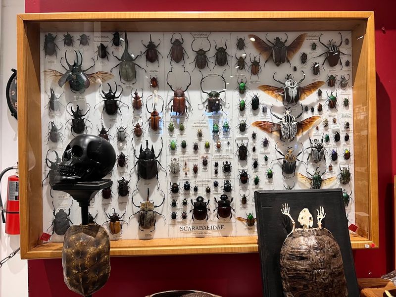 Taxidermy And Preserved Specimens Done With Genuine Craft