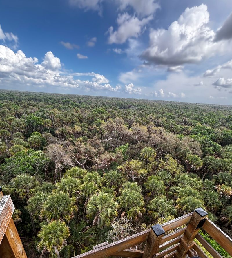 A 74-Foot Observation Tower Offers Sweeping Treetop Views