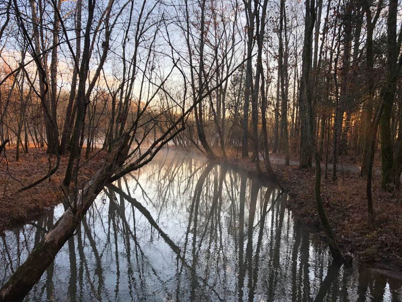 Shoreline Calm On Old Hickory Lake