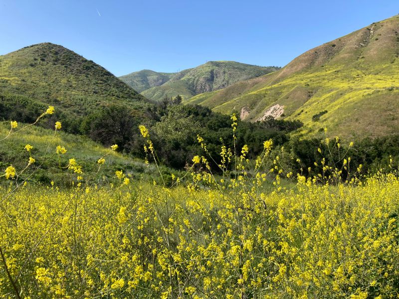 Springtime Brings Lush Greenery And Wildflower Scenery