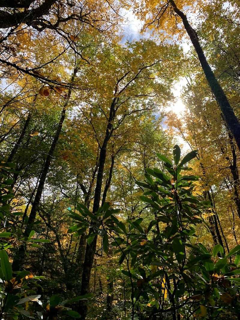 Wildlife And Plant Life That Appear Along The Route