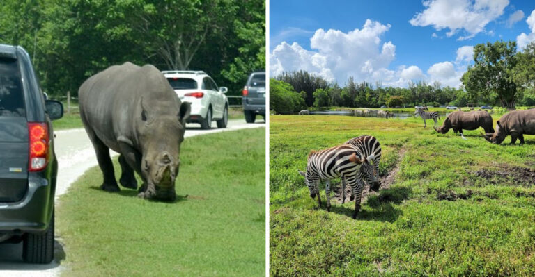 This 300-Acre Florida Safari Lets Lions And Zebras Roam Right Past Your Car