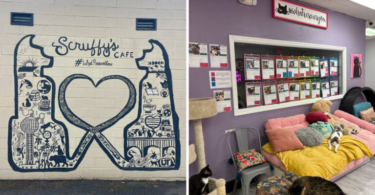 This Charming Cat Cafe In Tennessee Is A Cat Lover’s Dream
