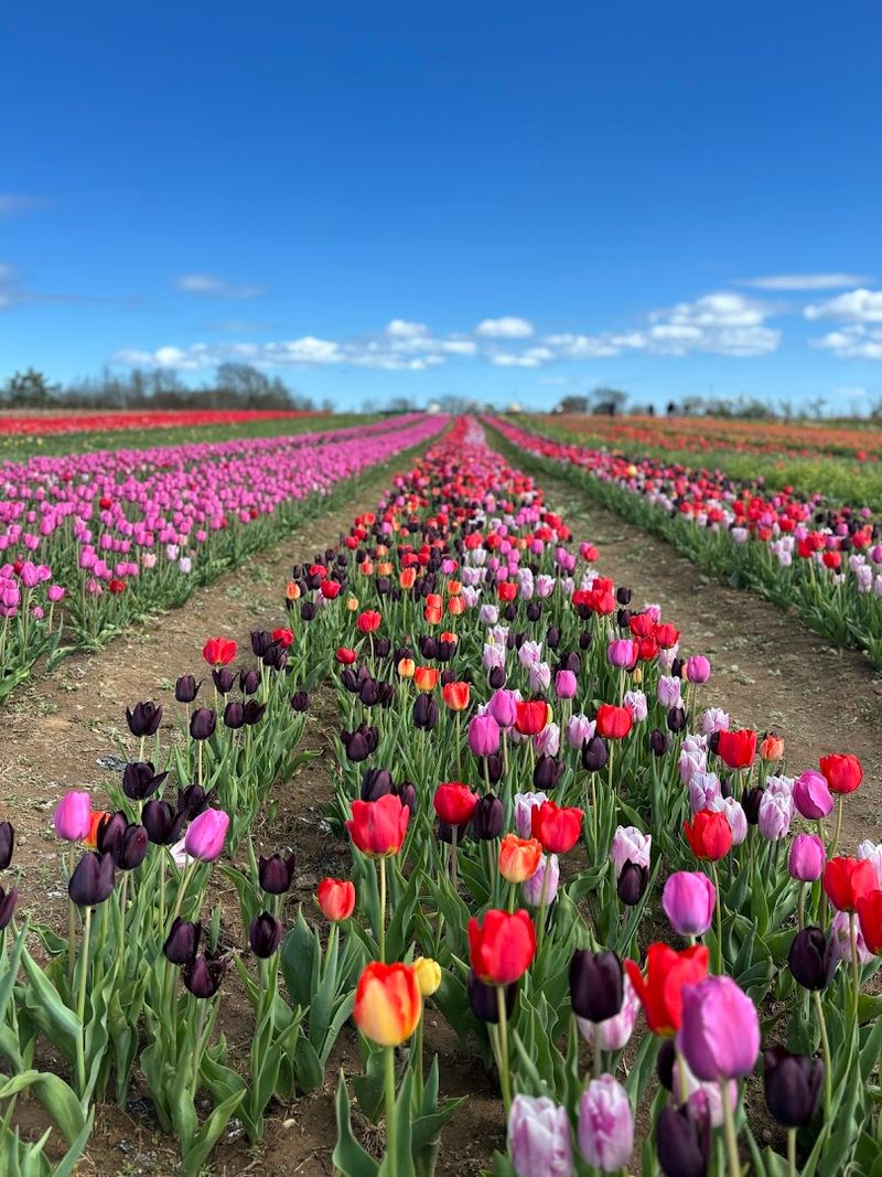 A Field Of Dreams That'll Make Your Instagram Weep With Joy
