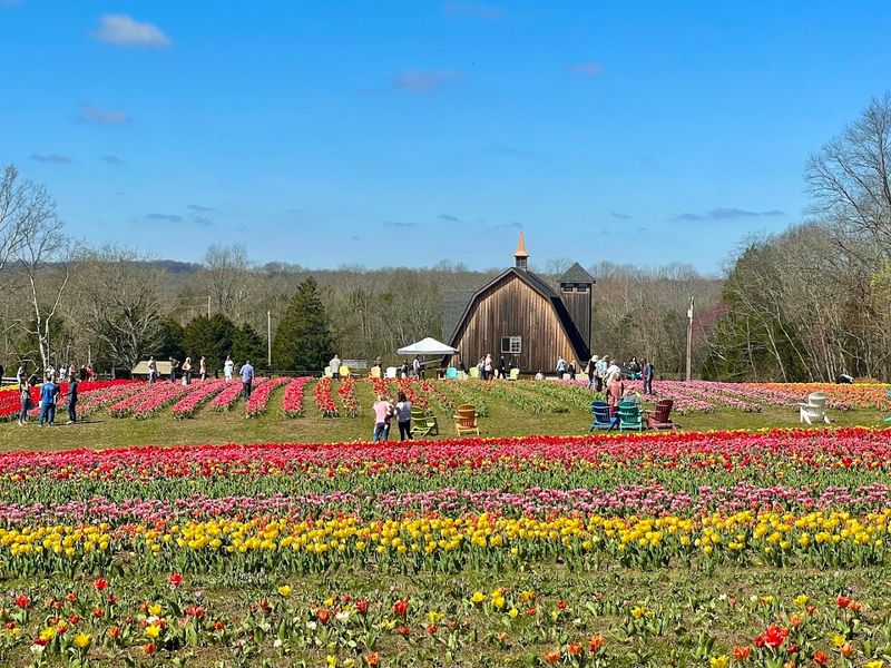 Tennessee's Only U-Pick Tulip Farm Experience