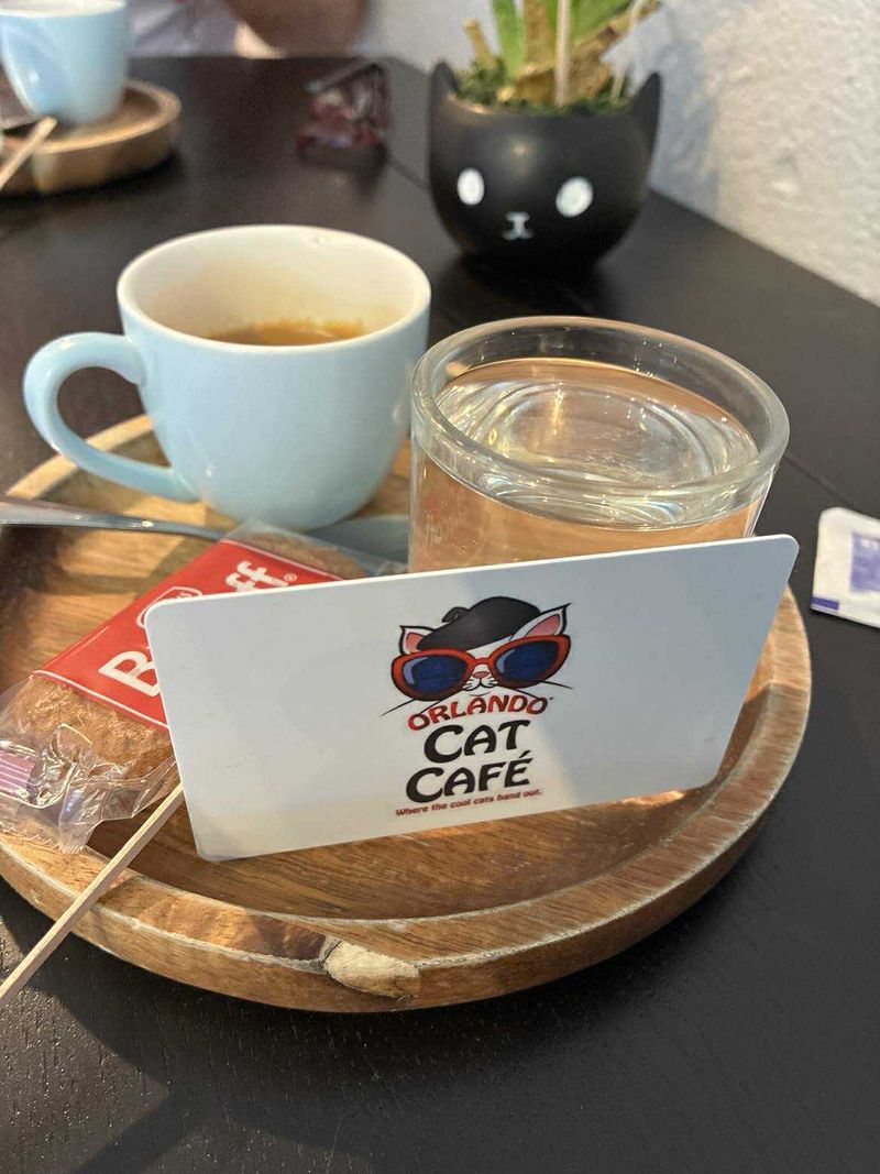 You Can Sip Coffee While Watching Cats Play In A Separate Lounge