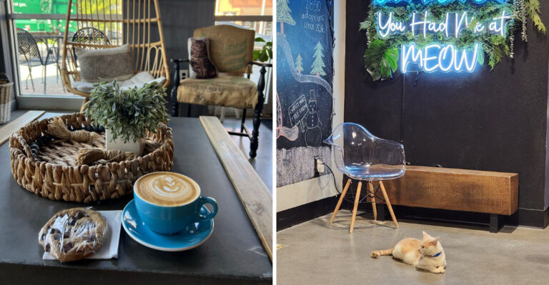 This Florida Café Lets You Sip Coffee While Rescue Cats Roam Free