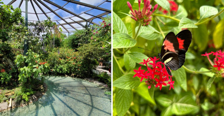This Florida Garden Is Home To The State’s Most Impressive Butterfly House And Maze