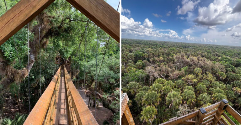 This Florida Park Lets You Walk High Above The Trees On A Stunning Canopy Trail