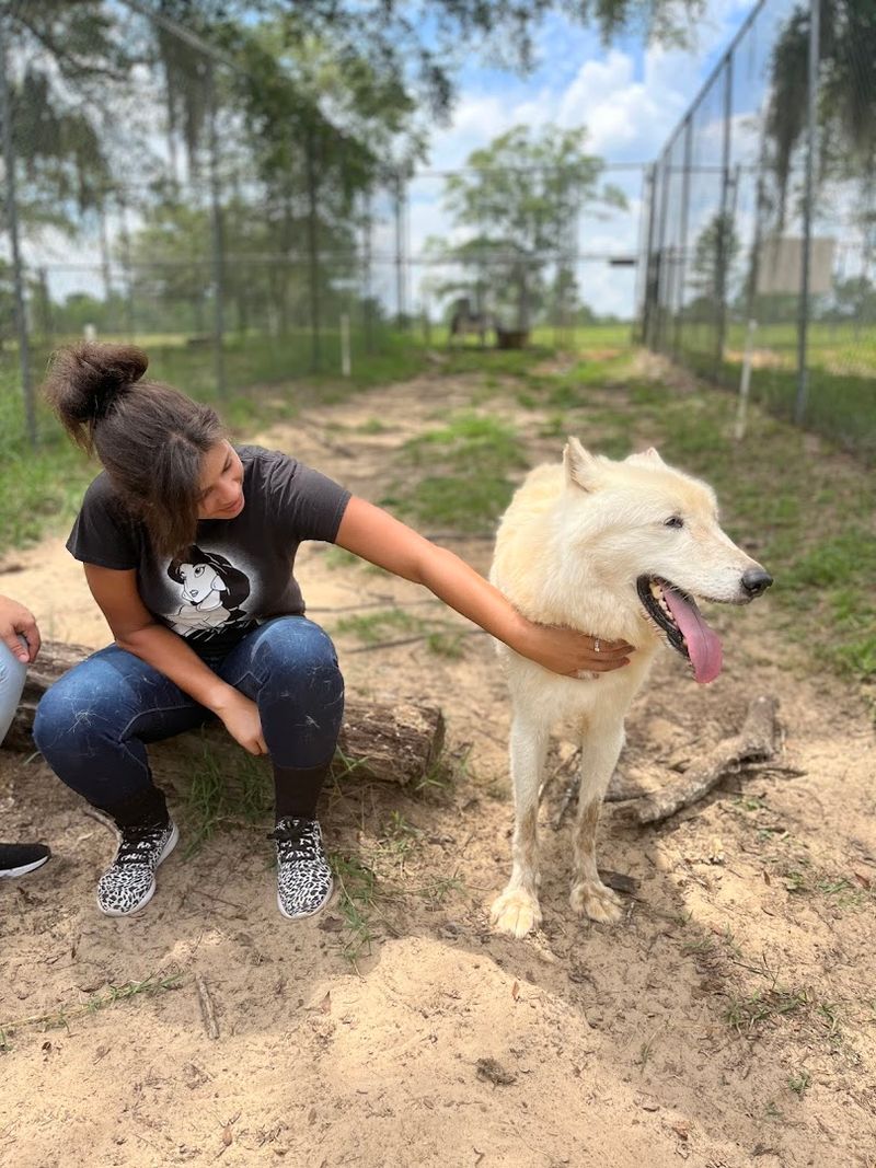 Stand Inside A Natural Wolf Habitat