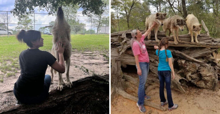 This Florida Preserve Lets You Stand Face-To-Face With A Pack Of Wolves