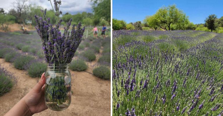 This Lavender Farm In Arizona Smells Like A Slice Of Heaven