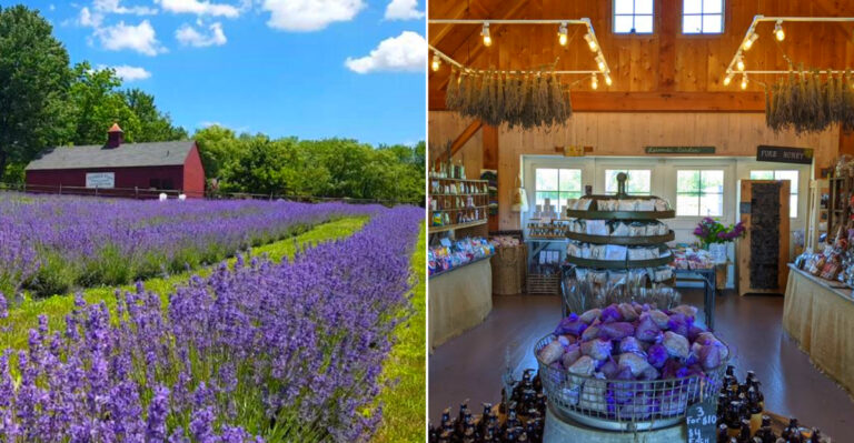 This Lavender Farm In New York Smells Like Heaven On Earth