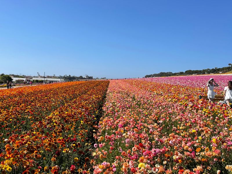 Fifty Acres Of Colour That Stretch As Far As The Eye Can See