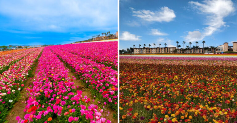 This Massive Flower Field In California Is So Surreal, You’ll Think You’re In A Dream