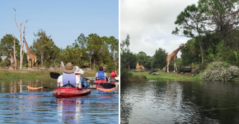 This One-Of-A-Kind Florida Zoo Lets You Kayak Through Giraffe And Zebra Habitats