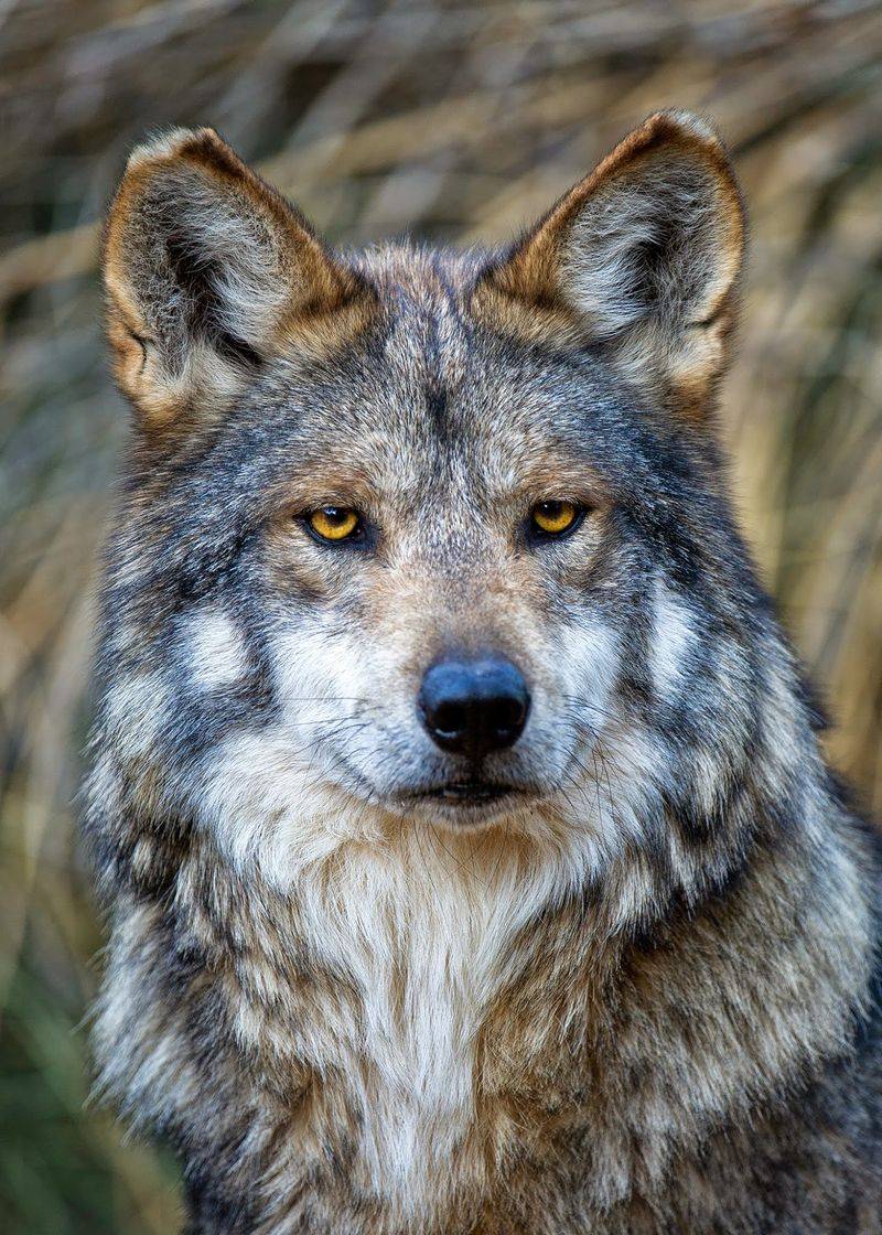 Rescue Sanctuary Dedicated To Arizona's Native Wildlife