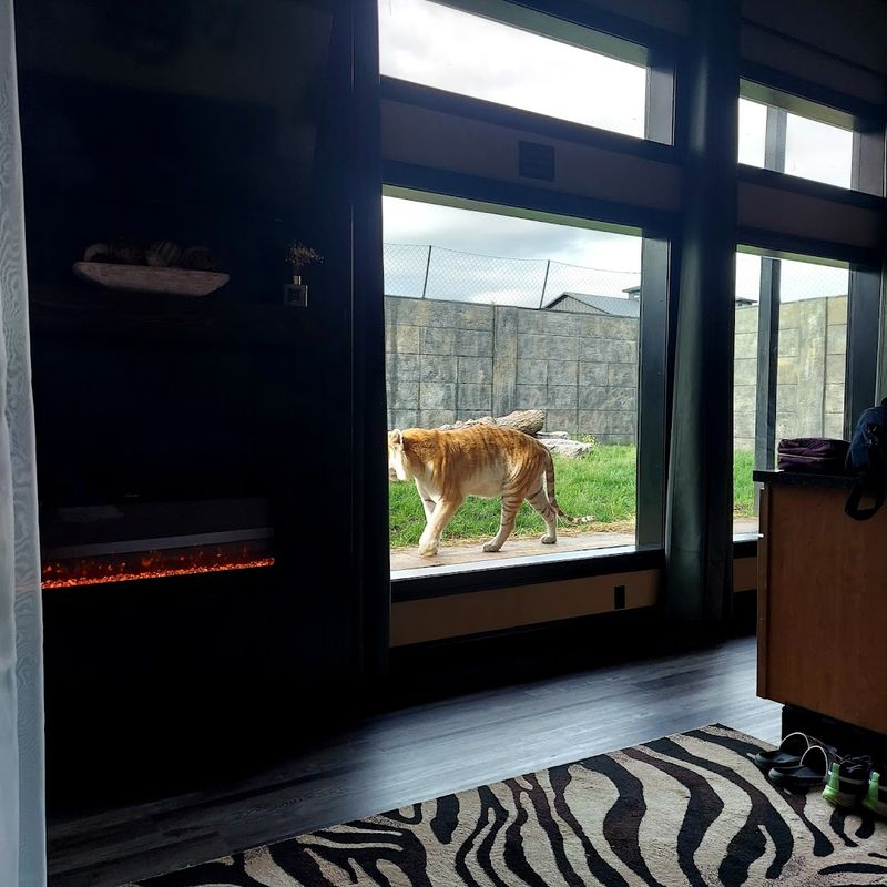 Where Else Can You Literally Sleep Next To A Tiger