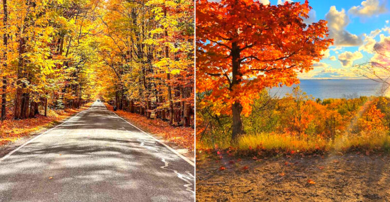 This Tree Tunnel In New York Is Stunning, And You Can Drive Through It
