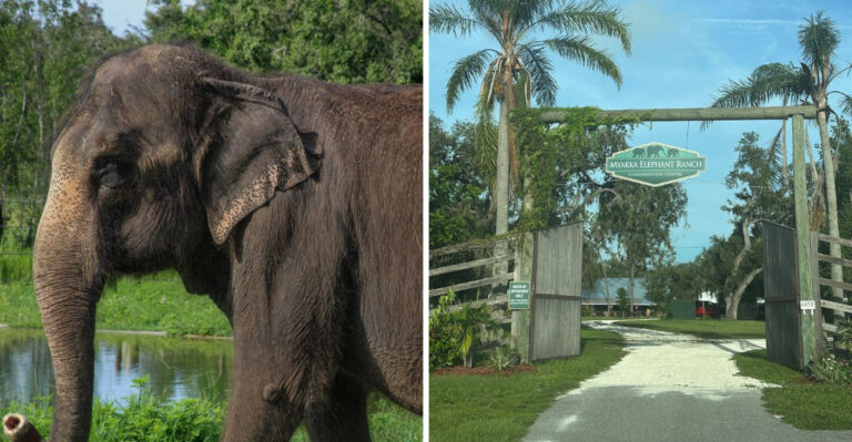 This Unique Florida Elephant Ranch Lets You Meet Gentle Giants Up Close