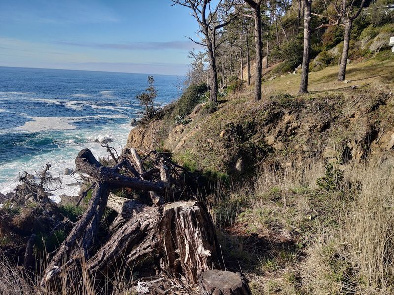 Ancient Petrified Forest Stands Above The Shore