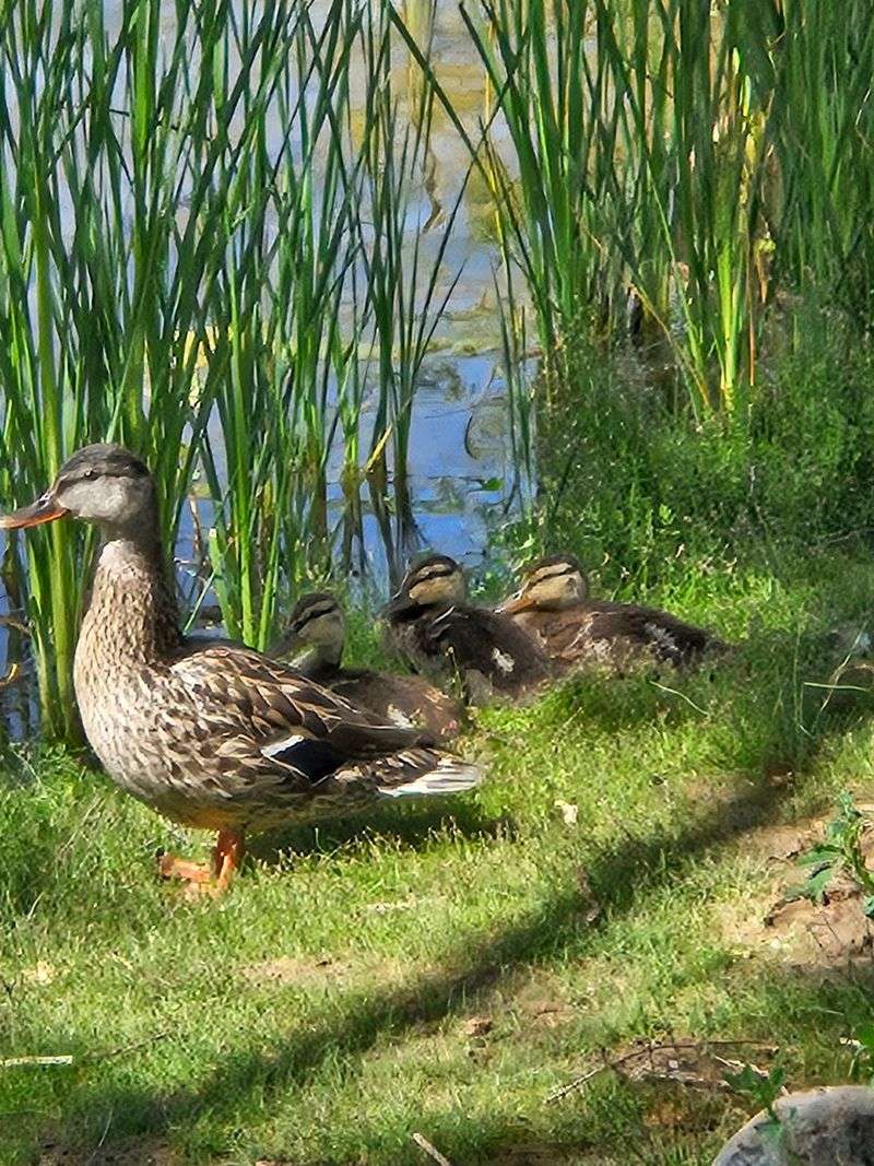 Llama Loop Trail Is A Favourite For Wildlife Watching