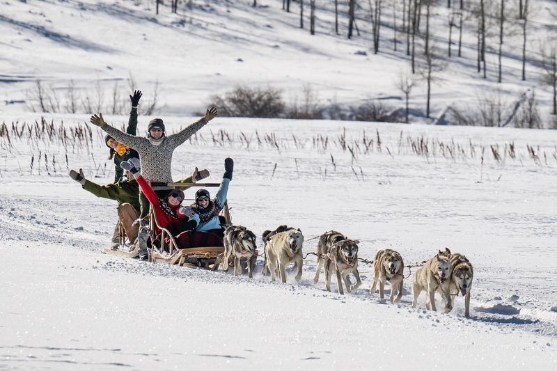 Dog Sledding In The Swan River Valley – Breckenridge