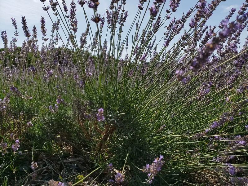 Understanding Bloom Seasons