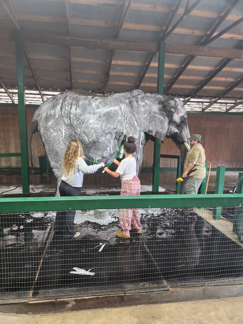 Bathing Experiences Let Guests Help Care For The Elephants