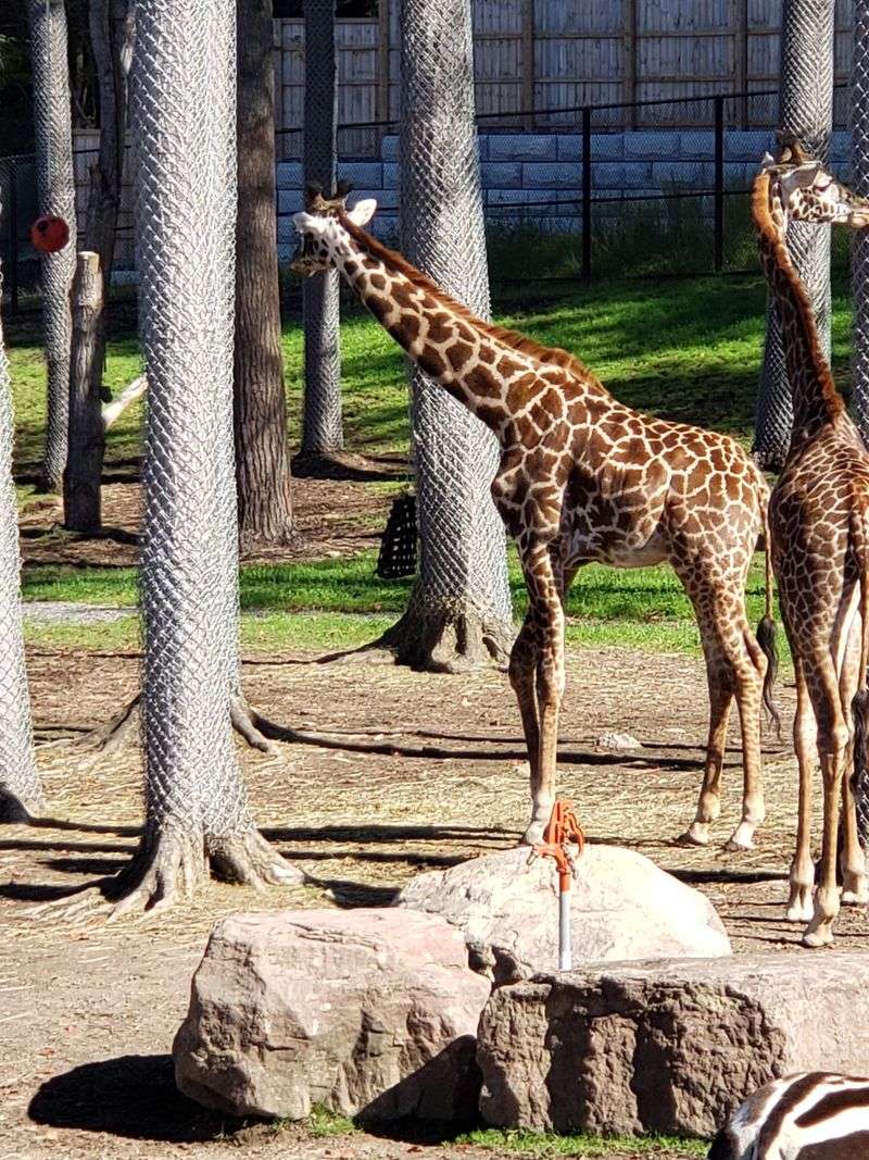 A Calm Walk Through The Savanna