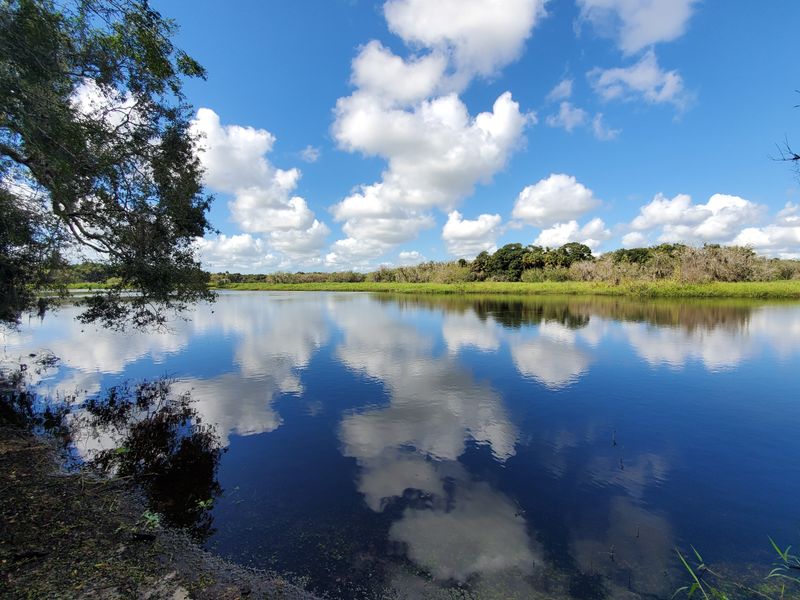 The Elevated Perspective Changes How You See Florida's Forests